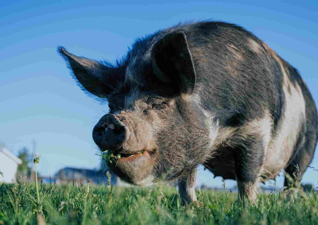 GROEIOORD dagbesteding Zorgboerderij varkens