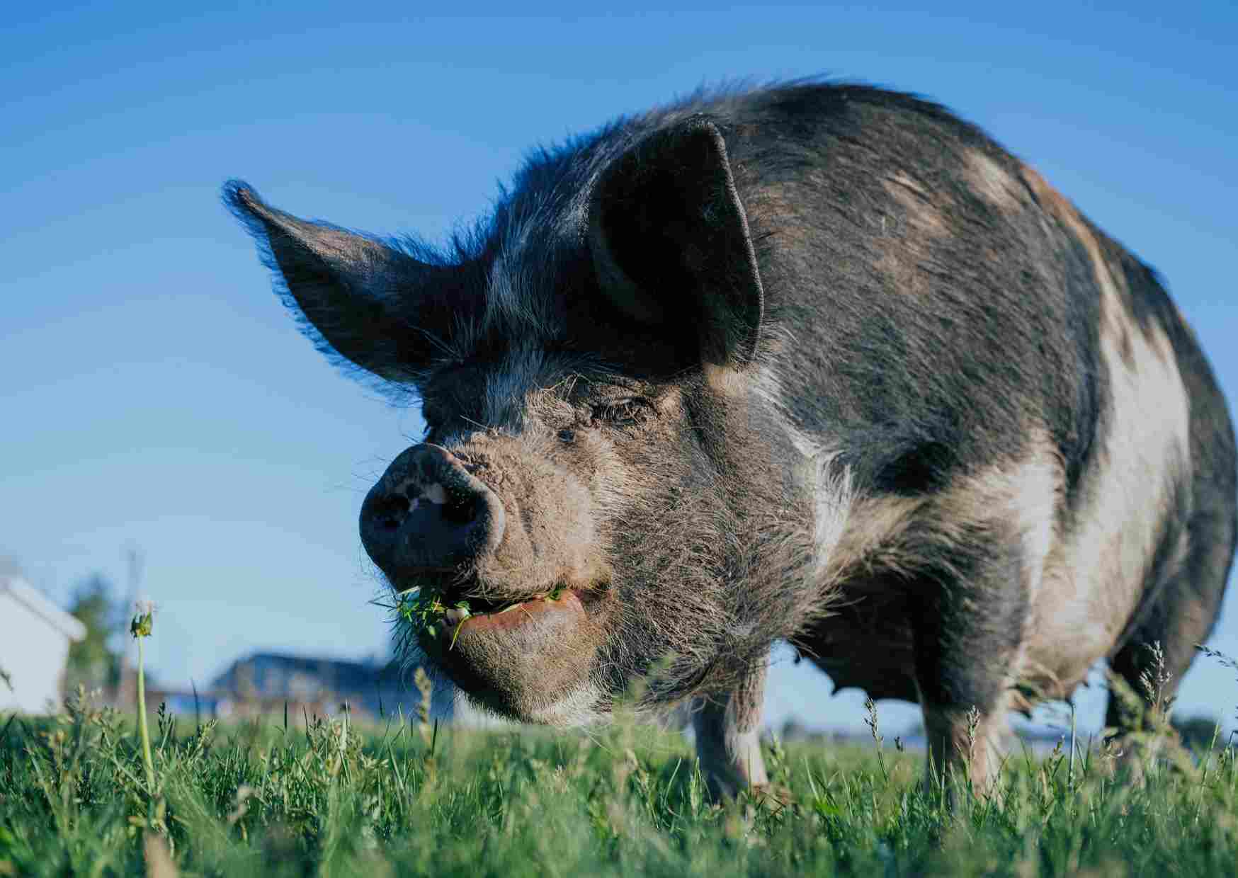 GROEIOORD dagbesteding Zorgboerderij varkens