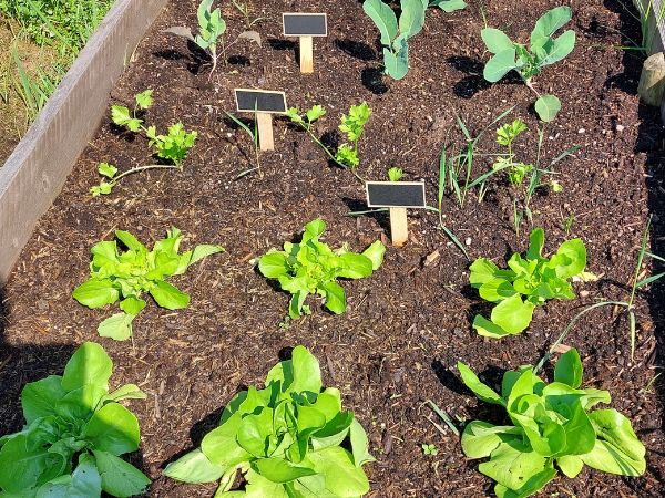 groeioord dagbesteding zorgboerderij moestuin bak