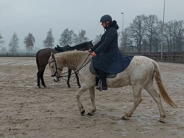 groeioord paarden coaching