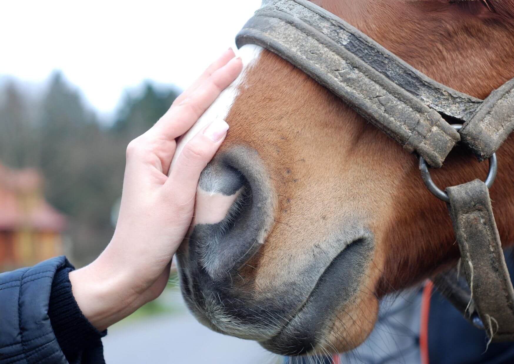dagbesteding zorgboerderij Groeioord
