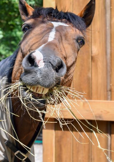 groeioord dagbesteding zorgboerderij paard inzet