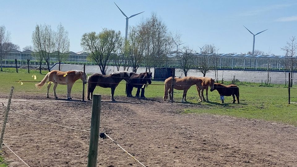 Dagbesteding Zorgboerderij Groeioord Paard verzorgen 2