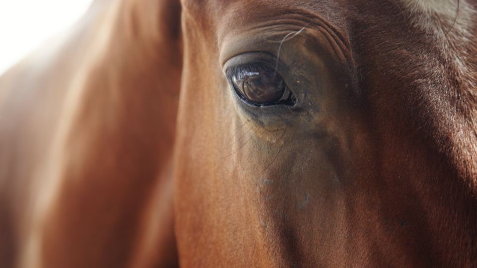 Dagbesteding Zorgboerderij Groeioord bejaarden dementie 1