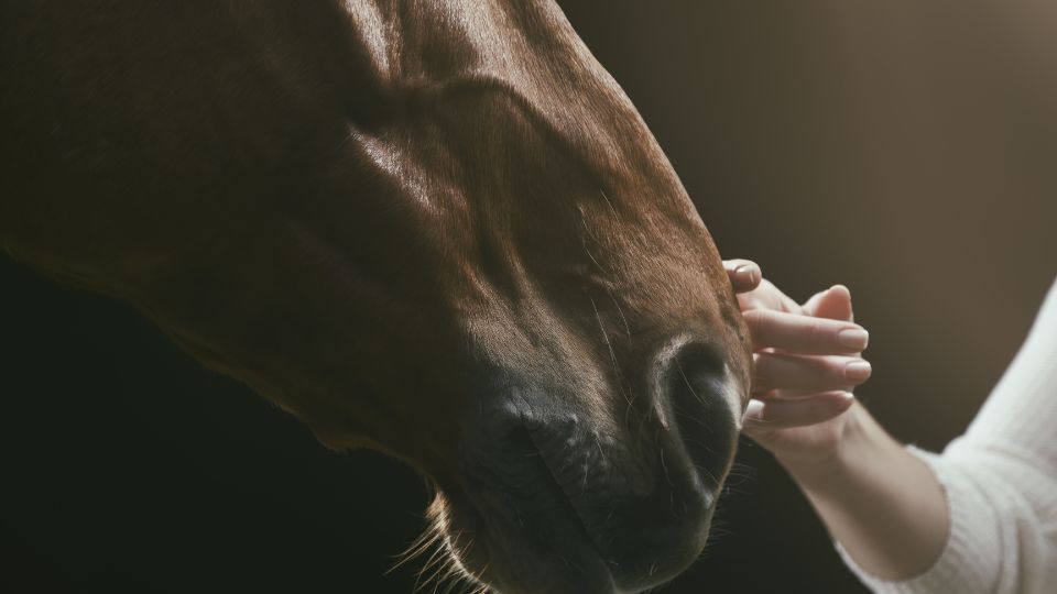 Dagbesteding Zorgboerderij Groeioord burn out depressie 2