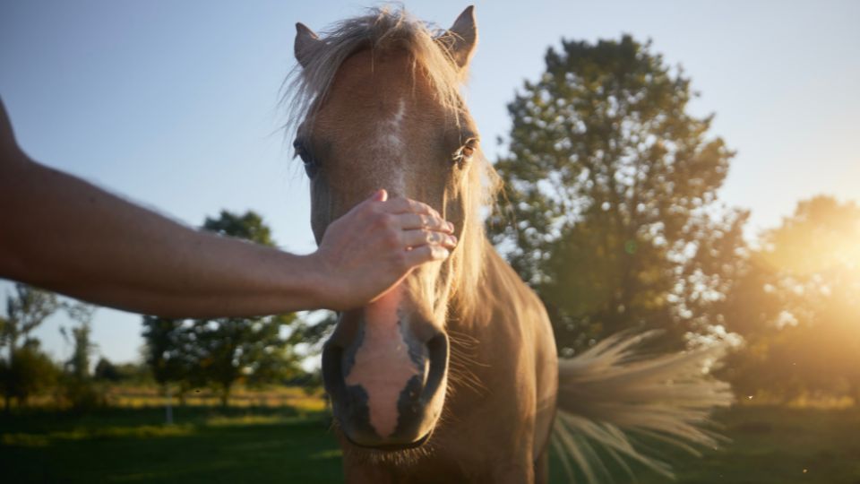 Dagbesteding Zorgboerderij Groeioord burn out depressie 3