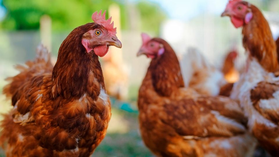Dagbesteding Zorgboerderij Groeioord dieren 1