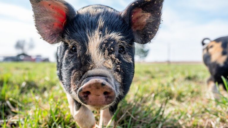 Dagbesteding Zorgboerderij Groeioord dieren 3