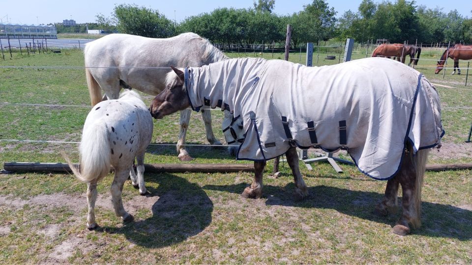 Dagbesteding Zorgboerderij Groeioord maatschappelijk stage 3