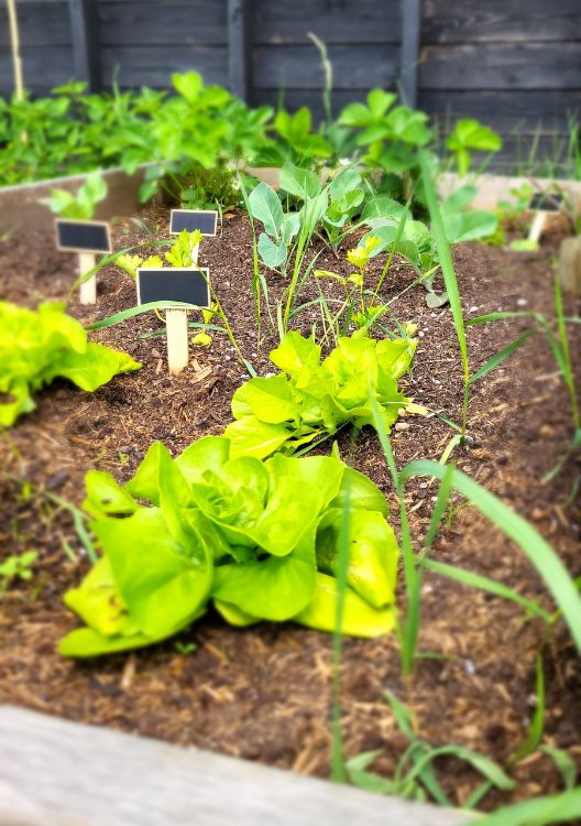 Groeioord Dagbesteding Zorgboerderij moestuin plantjes